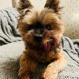 Lucas Wookiedog Hartwick